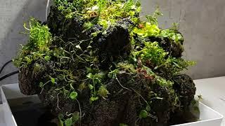 "Wabi Kusa" waterfall creation by Sascha Hoyer AquaArtist Part 3 Planting the Unzan Stone