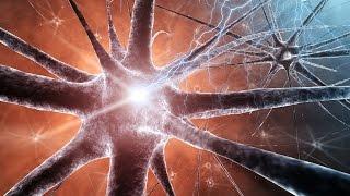 Human Physiology - Voltage-Gated Na and K Channels