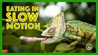 Slow Motion Animals - Chameleon eating a bug with its tongue at 1000 fps!