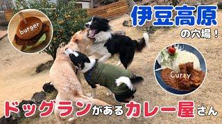 【伊豆高原】ドッグランがあるカレー屋さんでガウガウ楽しむ犬たち