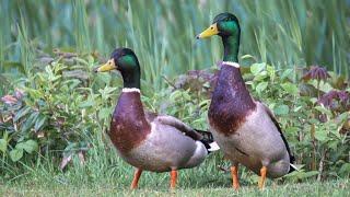 Mallard male duck fighting | Film Studio Aves