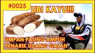 UBI KAYU PENARIK UDANG GALAH!!! Memancing Udang Galah Sungai Dulang