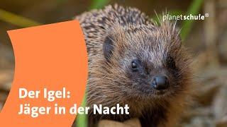 Der Igel - Jäger in der Nacht | Planet Schule