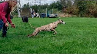 Whippet-Coursing mit Seabee