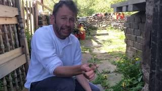 Wild Food UK, Back to Basics Part 3