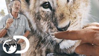 How To Differentiate Wild Lions | Big Cat Tales