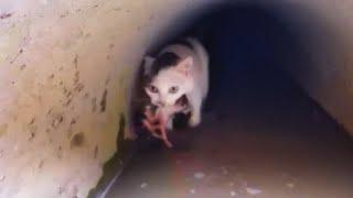 Encouraged, Mom Cat Rushed Into the Flood Several Times To Rescue Her Kittens!