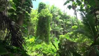 BRAZILIAN JUNGLE | 10hr White Noise - relaxing meditation rainforest sleep