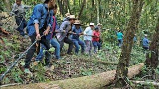 " UN TRABAJO PELIGROSO" EN MEDIO DE LA SELVA