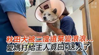 秋田犬被二度遺棄愛媽打給主人竟回：送人了｜寵物動物｜狗｜精選影片