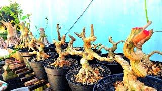 REVIEW HARGA BERBAGAI BAHAN BONSAI PROSPEK LUMAJANG