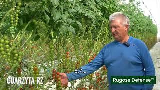 Cuarzyta RZ, el tomate de Rijk Zwaan con alta resistencia al rugoso