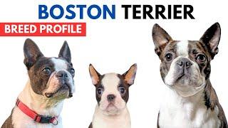 Boston Terrier Breed Profile History - Price - Traits - Boston Terrier Grooming Needs - Lifespan