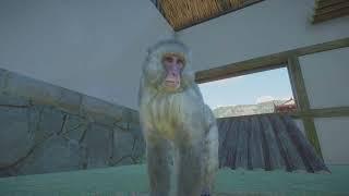 Planet Zoo: Japanese Macaque