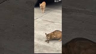 The gray cat was scared away #catshorts #cat #catvideos #catvideosforyou