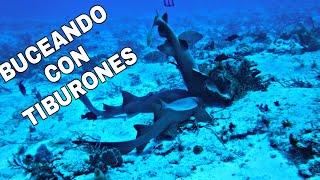 BUCEO CON TIBURONES EN COZUMEL MÉXICO | MOCHILERO SIN RUMBO