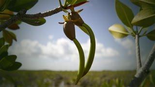 Life Cycle of the Red Mangrove