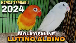 Update Harga Lovebird Biola Lutino mata Merah dan Albino Mata Merah 2024