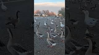 Snack Attack Detour Birds Turn Back to the Pond #trending #viralvudeo #shorts