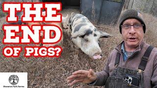 The FUTURE Of Our Pastured Pig Operation