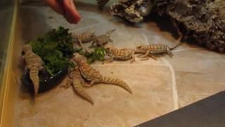 Elevages Lisard (2019) Uromastyx ornata babies eating greens