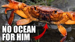 Potamon Crab Facts: the FRESHWATER Crab  Animal Fact Files