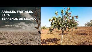 Àrboles Frutales para Terrenos de Secano