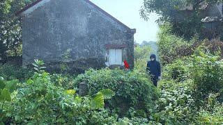 The young engineer was shocked when he returned to his old house, which had been covered by trees