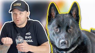 YOUR DOG WON'T LISTEN BECAUSE OF THIS!