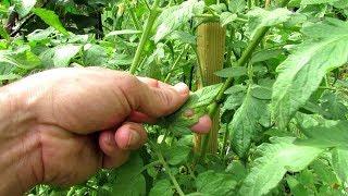 Hydrogen Peroxide & Baking Soda Home Remedies for Garden Tomato Plant Diseases: Mix, Routine, Theory