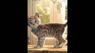 Little Kitten - Cute and Funny Baby Cat #shorts
