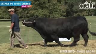 CIALE Alta Toro DIFERENTE- Angus Negro