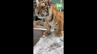  Львенок и тигрята  впервые увидели снег ️ Иркутск | shorts | ТНВ