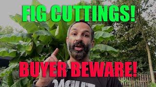 FIG CUTTINGS: BUYER BEWARE!