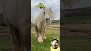 Wowwww! Animal Transformation ‍️ #shorts #animals #viral