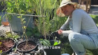 回网友提问 阿公阿婆闲聊 关于情绪稳定和家庭氛围【Garden Time 田园生活分享】2024 7