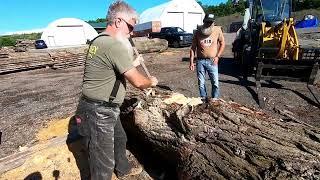 sawing a nice red oak log # 573