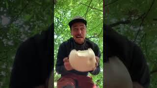 The Giant Puffball! A delicious mushroom to be shared. #foraging #giantpuffball  #mushroom #