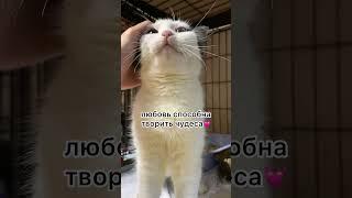 Ищем Котане дом