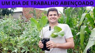 Um dia abençoado PLANTANDO mais COUVE MANTEIGA na horta, colhendo QUIABO e CUIDANDO do BANANAL