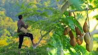 [Story 77] A beautiful tamarind story | Picking tammarind to cook sinigang!