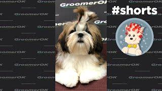 Full Grooming Shih Tzu