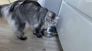 Maine Coon Deksi Cat how she is drinking (как кошка мейн кун пьёт воду)