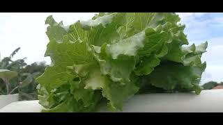 Hydroponics lettuce, cabbage, pak chow, best net cups