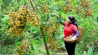 How to Harvest Longan, goes To Market Sell - Harvesting and Cooking |Tieu Vy Daily Life