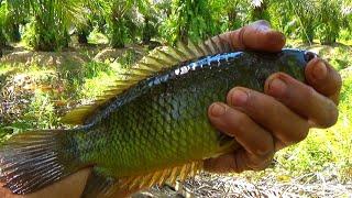 Gila...! Selalu ada kejutan di saat mancing ikan sepat Siam dapat ikan betok monster