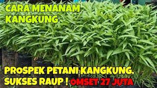 CARA MENANAM KANGKUNG || PROSPEK PETANI KANGKUNG, SUKSES RAUP OMSET 27 JUTA RUPIAH!