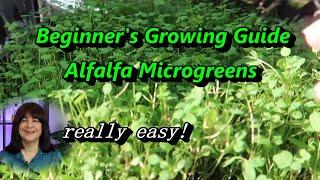 Grow your own Alfalfa Microgreens EASY and FAST- Alfalfa Sprouts