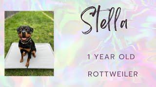 Bethlehem Dog Trainers ||| OLK9 Lehigh Valley ||| 1 Year Old Rottweiler, Stella￼