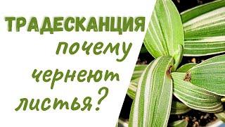 Традесканция. Почему сохнут и темнеют листья?